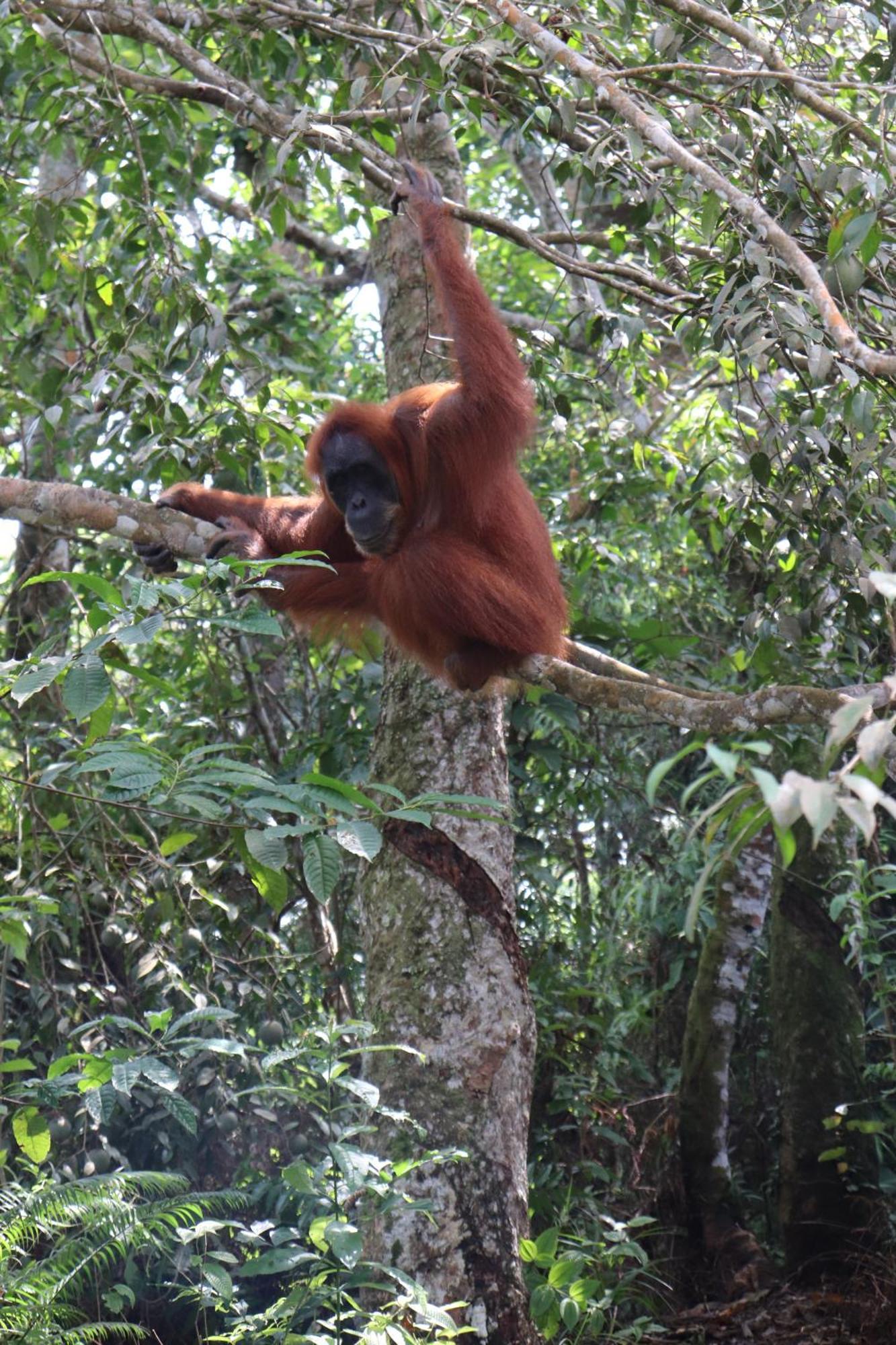 Gino'S Place - Guest House & Jungle Trekking Bukit Lawang Exteriér fotografie
